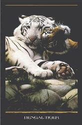 Poster - Bengal tiger Marcos y Cuadros